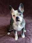 Frenchton dog studio portrait. Art Print